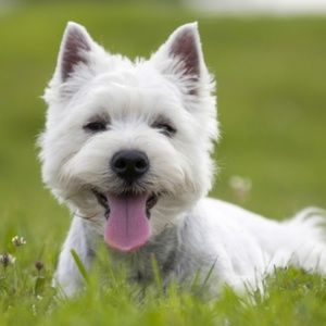 Meet your Posher, Orlanda